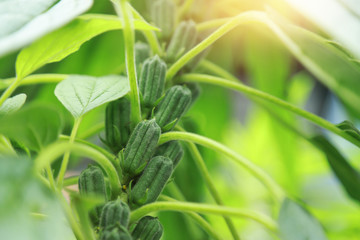 Obraz premium Growing sesame seed in raw on tree 