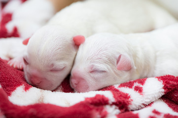 Chihuahua sleeping, New born Chihuahua dog.