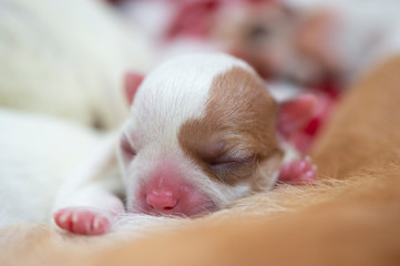Chihuahua sleeping, New born Chihuahua dog.