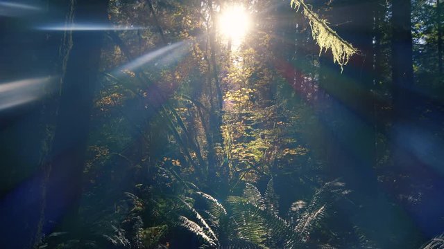 Streadycam Push Through Moody Forest Moss to Sun Flare in Fall Season