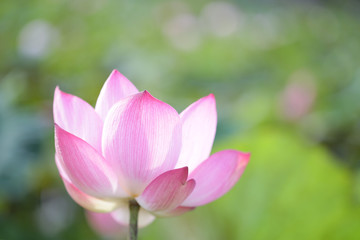 Pink lotus flower under sunlight 