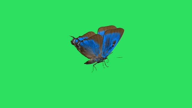 Animation Colorful Butterfly on green background.
