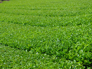 Fototapeta na wymiar Greenery green tea leaves farm from organic agriculture land.