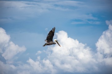 Pelican