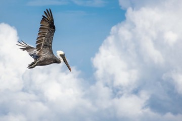 Pelican