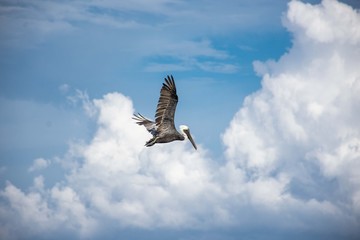 Pelican 