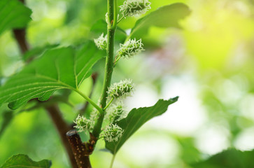 Mulberry fruit on tree in farm 