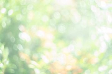 Obraz premium Abstract blur green nature bokeh background
