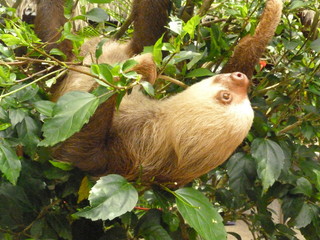 sloth costa rica © mera_tho