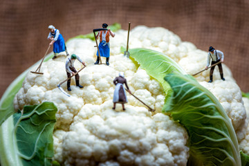 Group of farmers harvesting cauliflower