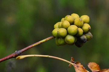 Autumn fruit cluster of Amur Cork tree, latin name Phellodendron amurense, in afternoon sunshine. 