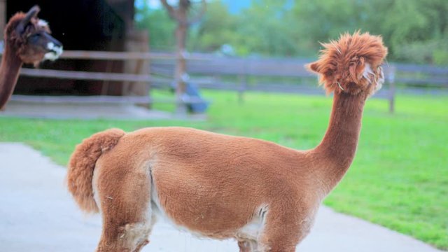 4K: An alpaca looking into the camera and walking to other alpacas. A wooden fence and a barn in the blurred background.