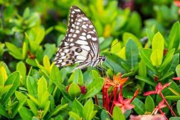 Black and white winged butterfly on the red flowers.