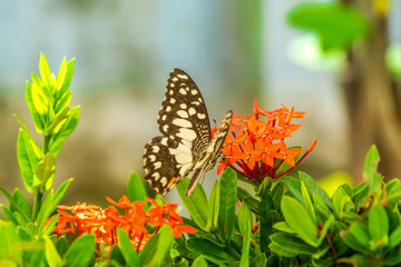 Black and white winged butterfly on the red flowers.