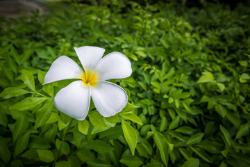 Fototapeta na wymiar White frangipani flowers on green leaves background. Thailand spa and therapy flower.