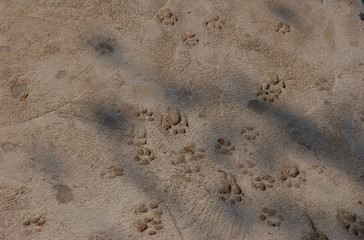 Dog paw imprints in the hardened concrete (Shot in Tanote Bay, Koh Tao, Thailand)