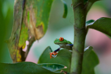 Rotaugenlaubfrosch