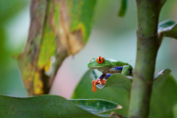 Rotaugenlaubfrosch