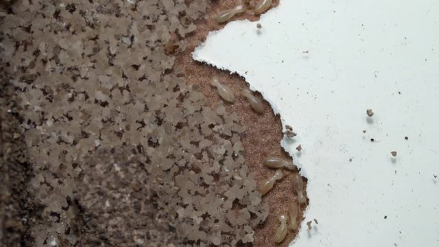 closeup termite walking on floor