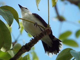 Lavadeira mascarada