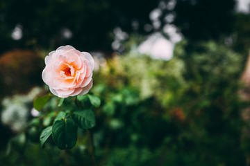 バラ ピンク 横