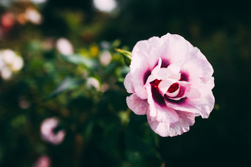 バラ ピンク 横