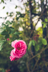 バラ ピンク 縦