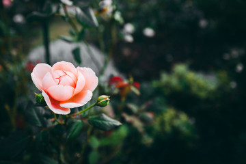 バラ ピンク 横