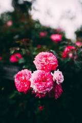 バラ ピンク 縦