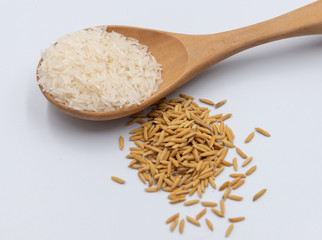 Rice in wooden spoon with  paddy rice on white background,  unmilled rice