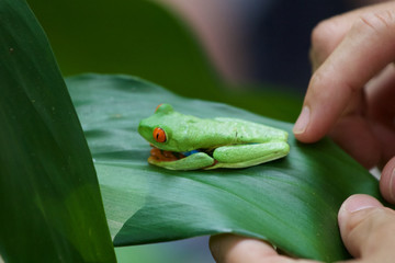 Rotaugenlaubfrosch
