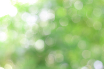 Natural green background, blur, bokeh. Can be used as a background.