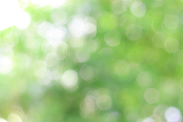 Fototapeta premium Natural green background, blur, bokeh. Can be used as a background.
