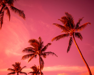 Fototapeta na wymiar Hawaiian palm trees in an evening sky