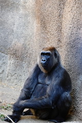 Gorilla