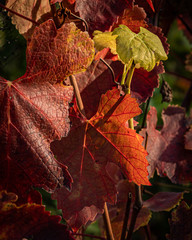 Autumn Leaves in the Vineyard 