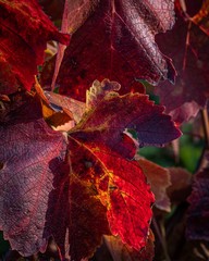 The Vivid Reds of Grape Leaves in the Autumn 