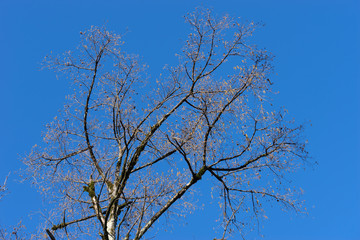 Fototapeta na wymiar Tree branches without leaves against the blue sky