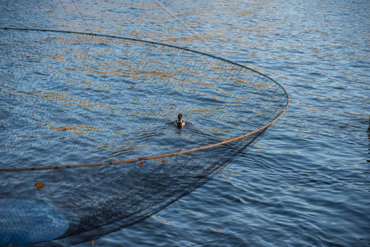 Duck and ring net fishing gear in the harbour of stockholm Stock