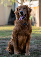 portrait of a dog