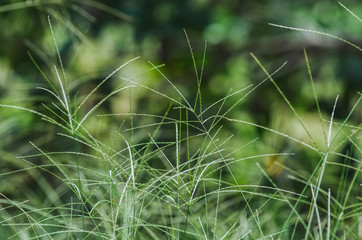 Digitaria sanguinalis isolated on blured green background