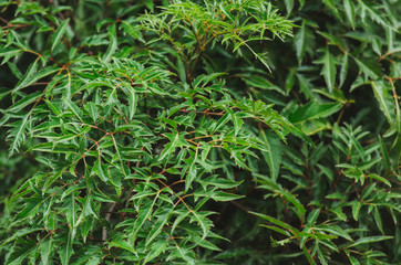 Polyscias fruticosa or ming aralia leaves background