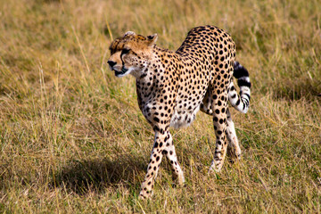Cheetah in Kenya Safari