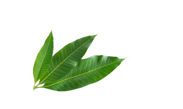 Green  leaves of mango isolated on white background( Mangifera Indica)