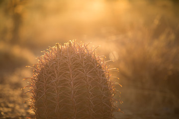 Cactus 