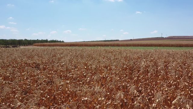 the fields in the valley of afula are