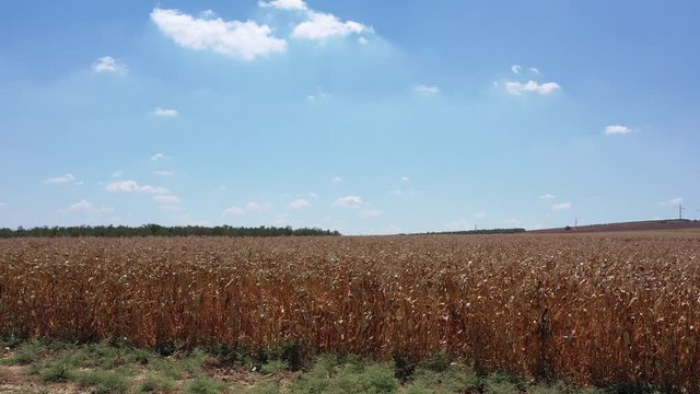 the fields in the valley of afula are
