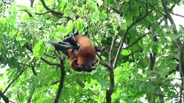 Having sexual intercourse between two bats