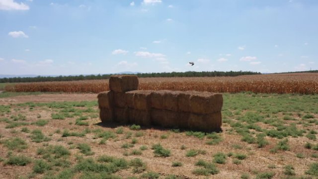 the fields in the valley of afula are