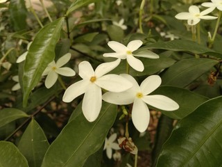 Obraz na płótnie Canvas Jasmine flowers, white flower
